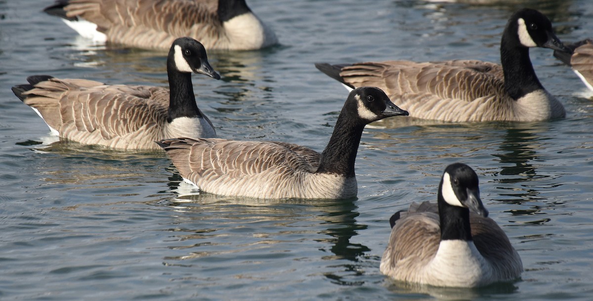 Canada Goose (canadensis Group) - ML192980251
