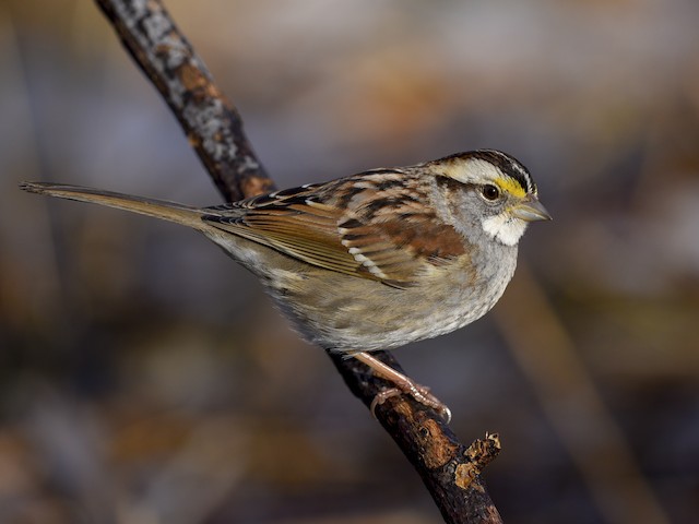 Photos - White-throated Sparrow - Zonotrichia albicollis - Birds of the  World