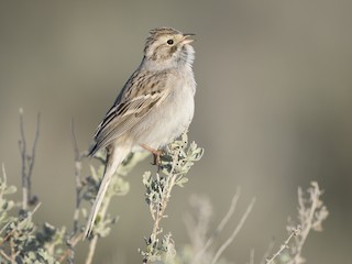 Brewer's Sparrow - Spizella breweri - Birds of the World
