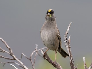 Golden Crowned Sparrow Zonotrichia Atricapilla Birds Of The World