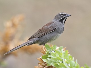  - Five-striped Sparrow