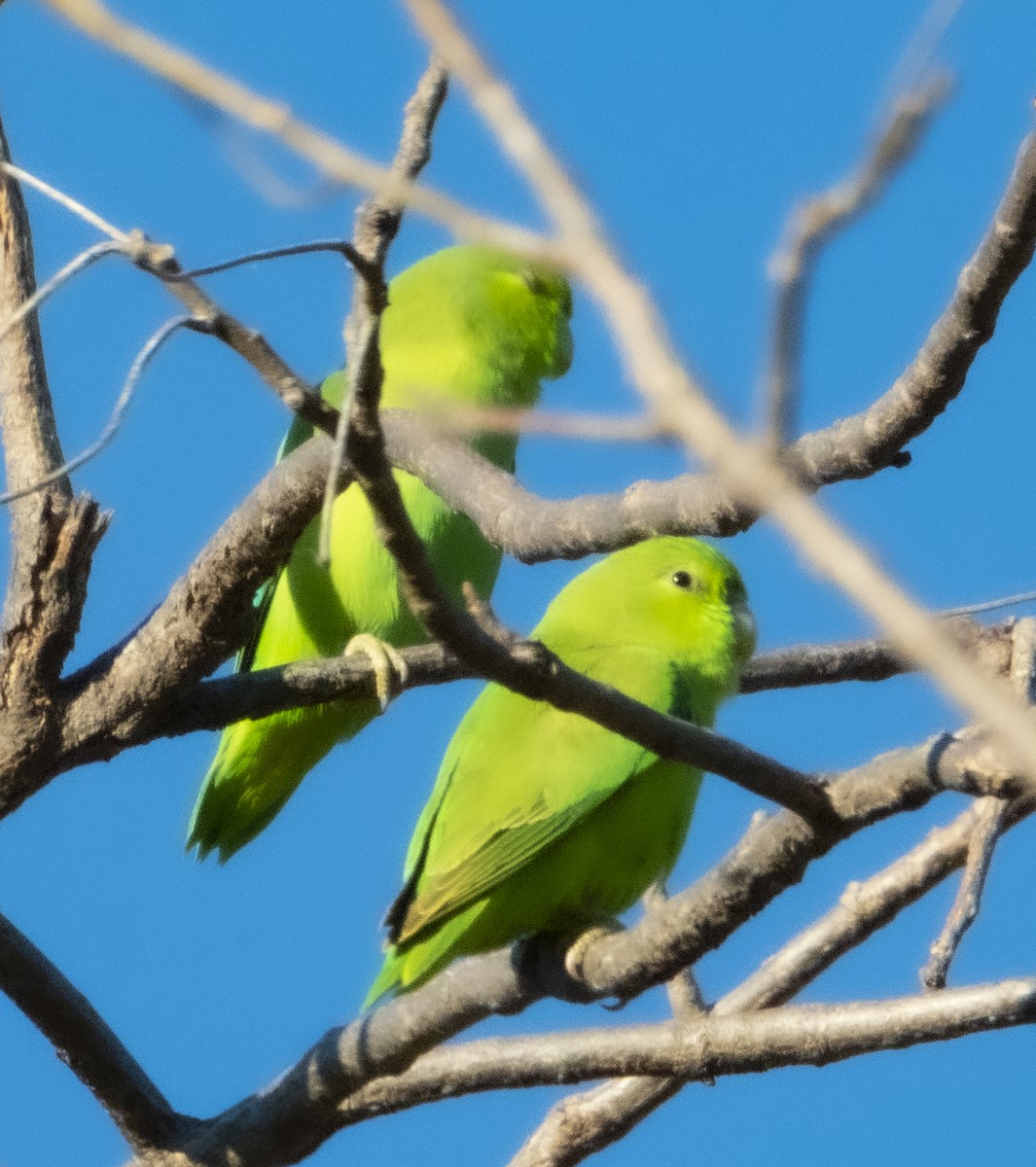 Mexican Parrotlet - ML192983371