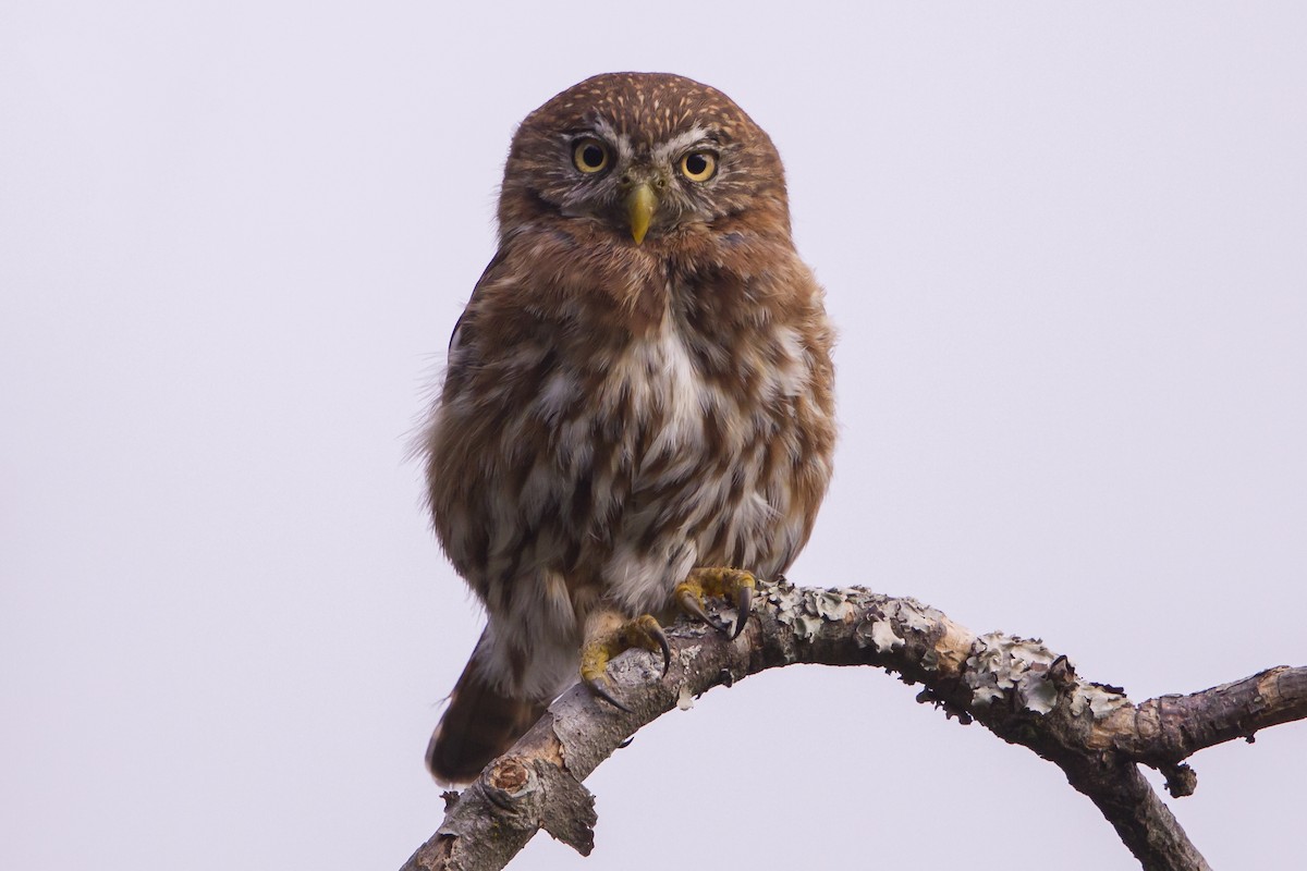 Andean Pygmy-Owl - ML192986201