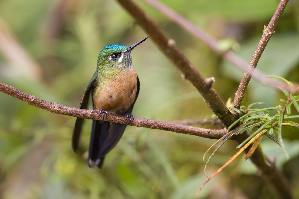Long-tailed Sylph - ML192989281
