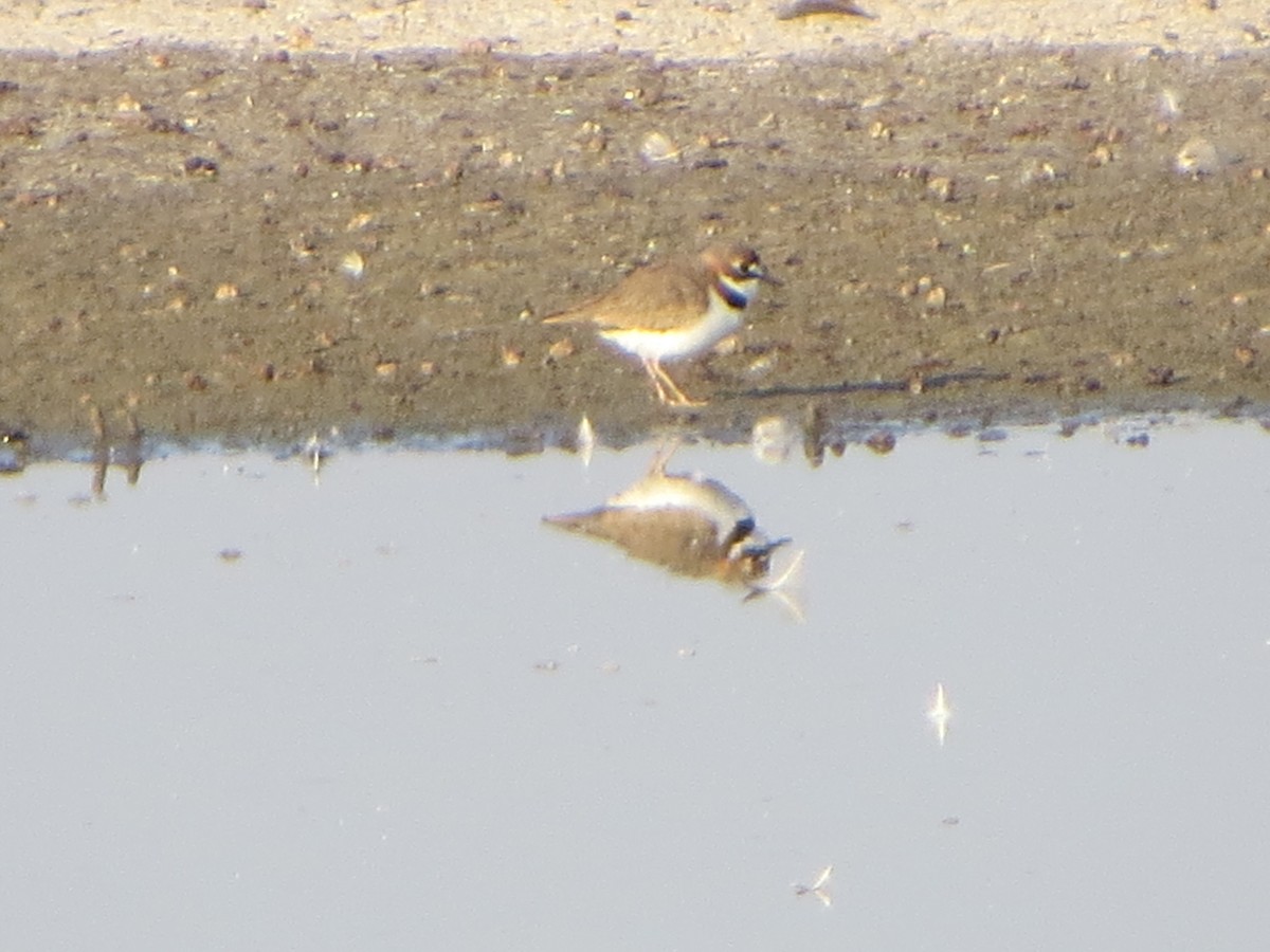 Collared Plover - ML192996401