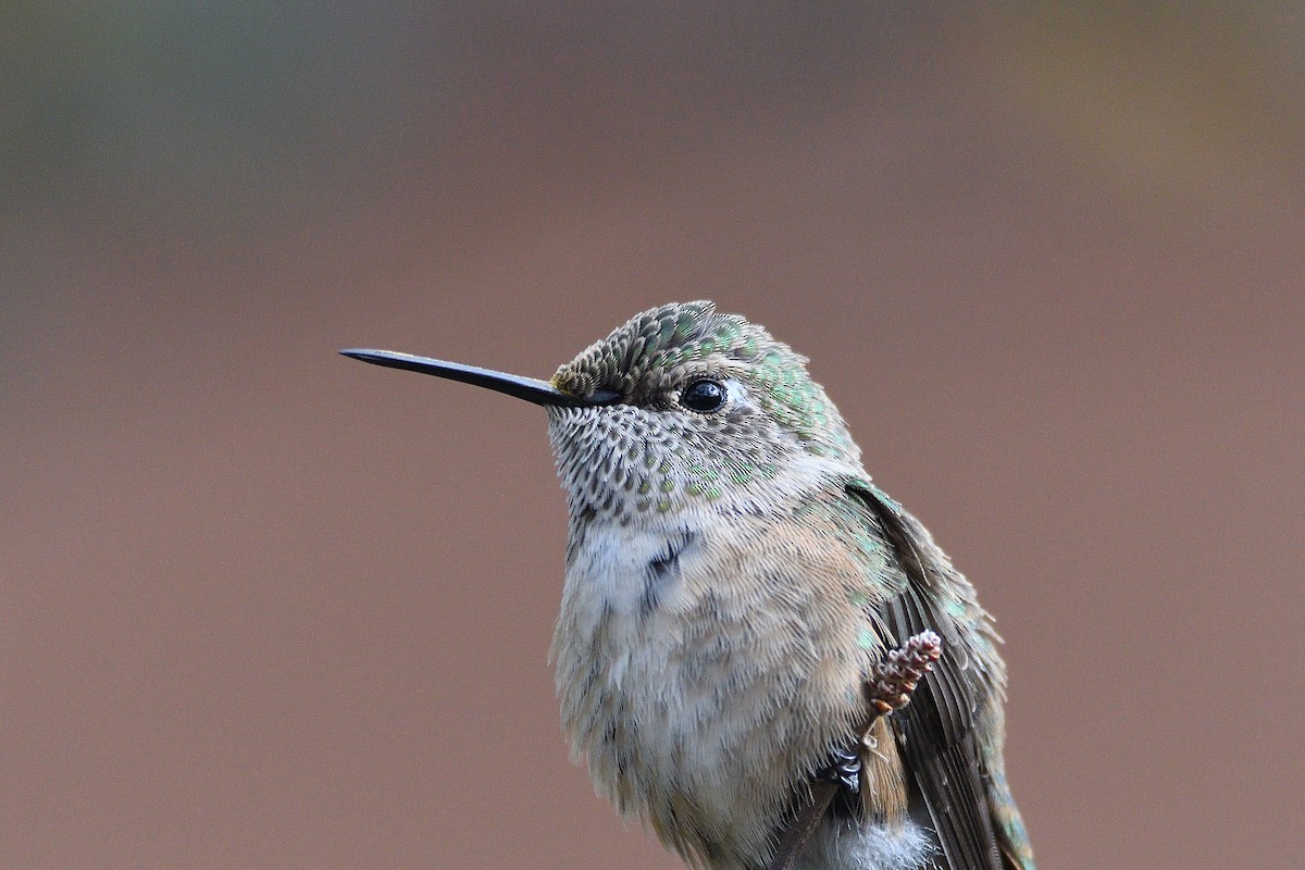 Broad-tailed Hummingbird - ML192997281