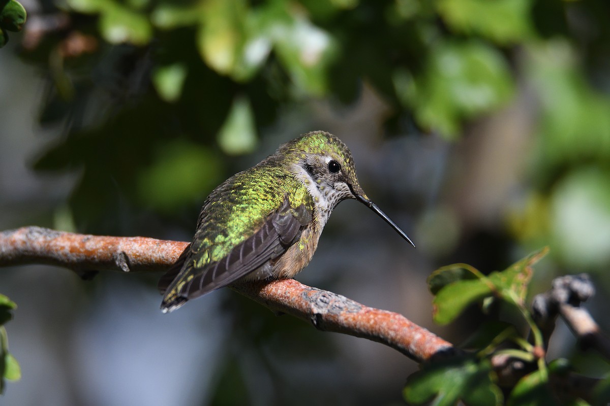 Broad-tailed Hummingbird - ML192997321