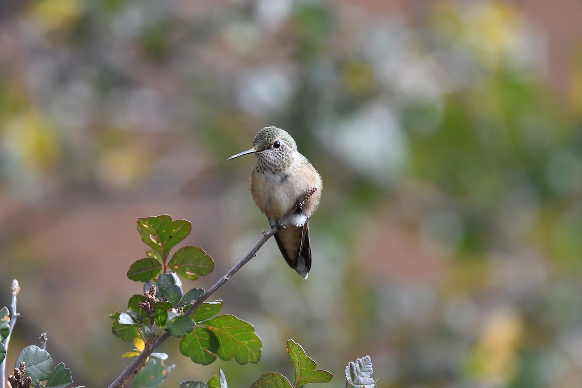 Broad-tailed Hummingbird - ML192997331