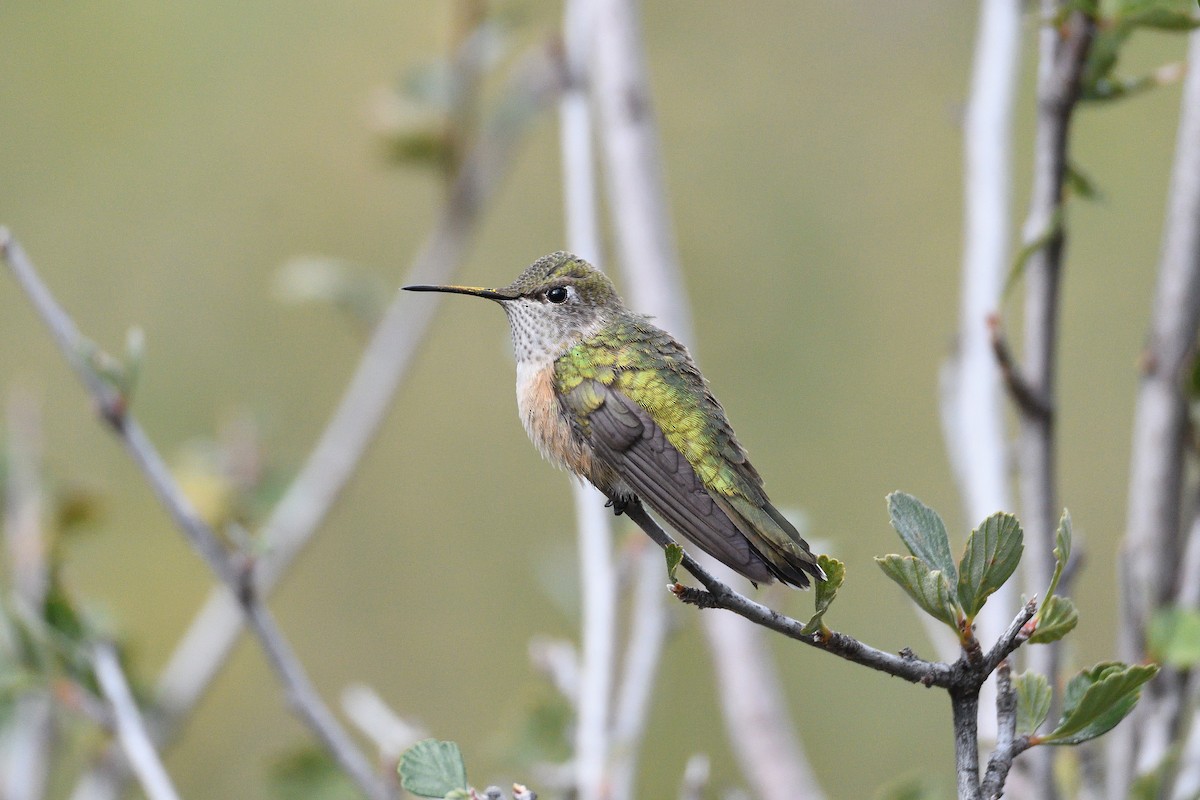 Broad-tailed Hummingbird - ML192997361