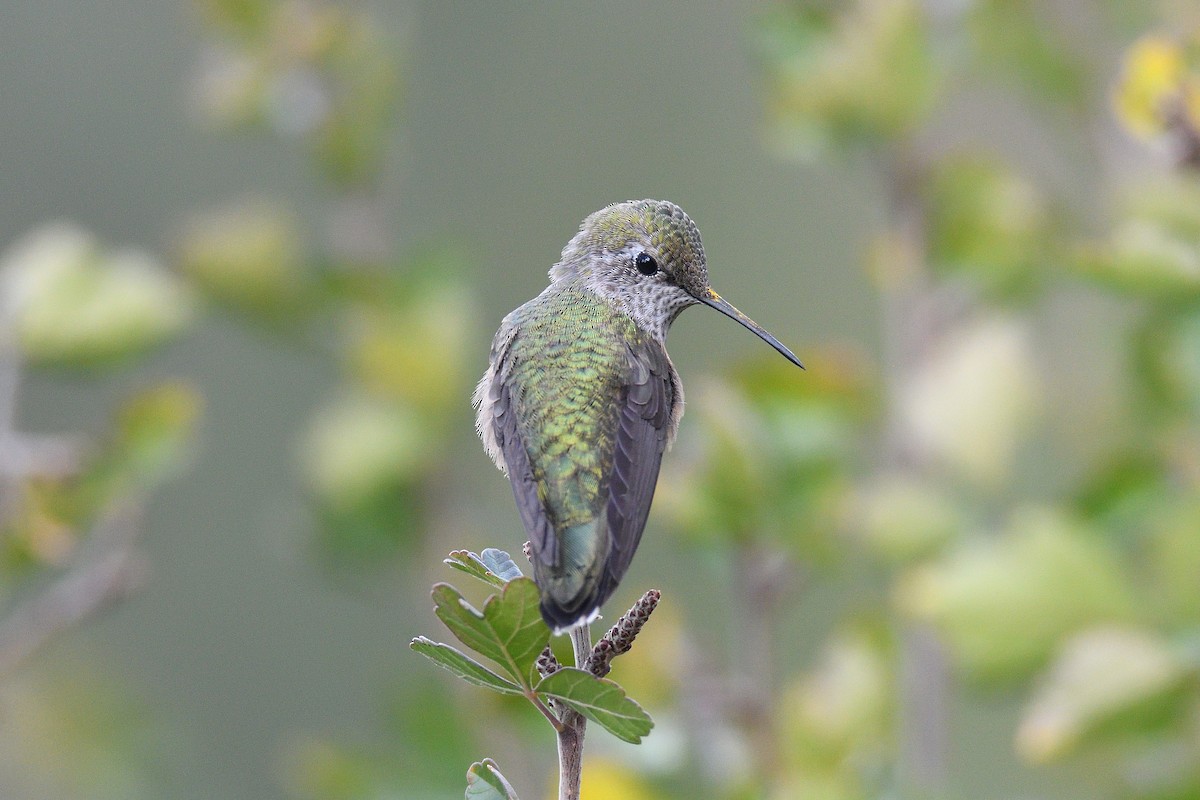 Broad-tailed Hummingbird - ML192997431
