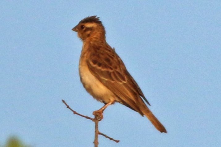 Yellow-throated Bush Sparrow - ML193003711