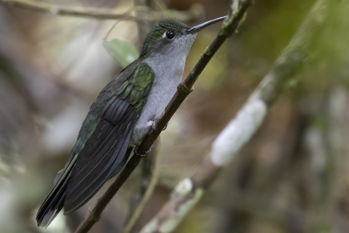 Gray-breasted Sabrewing - ML193003781