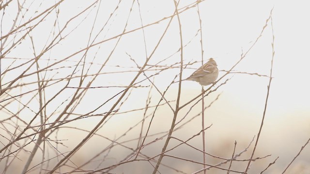 American Tree Sparrow - ML193006831