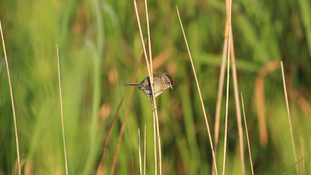 Swamp Sparrow - ML193011451