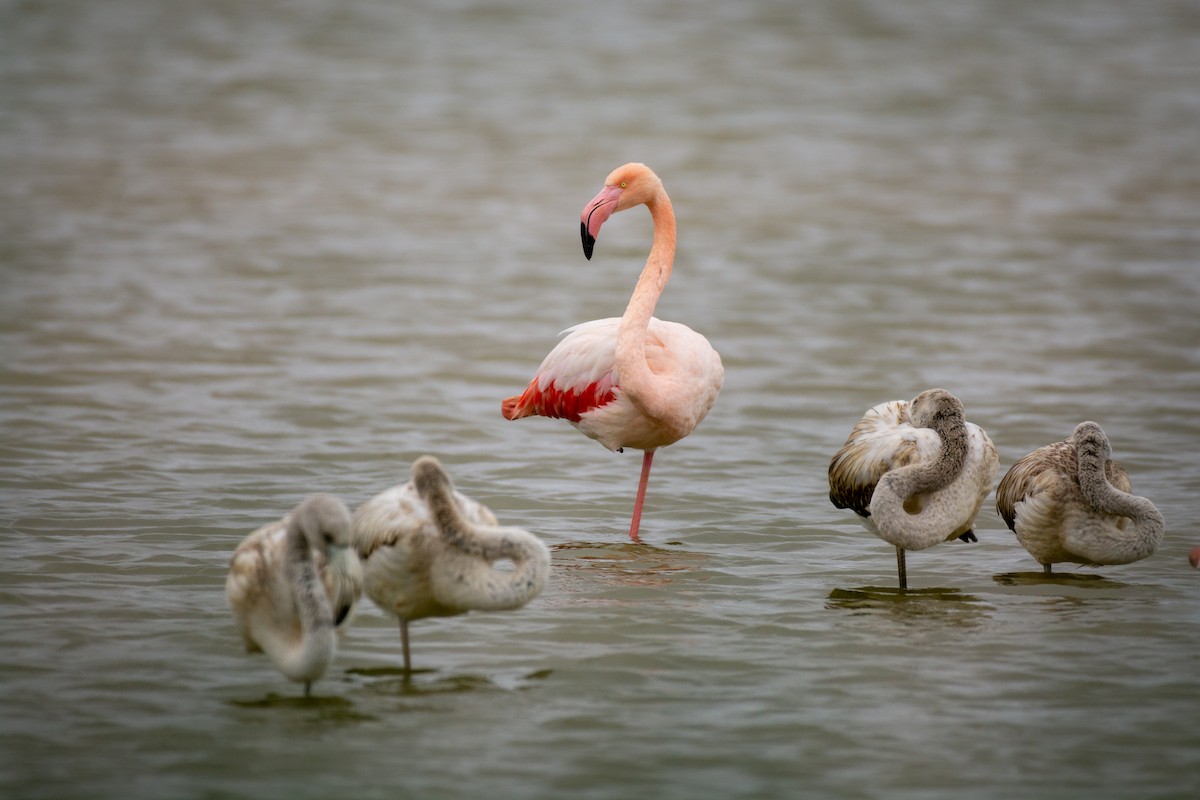 Greater Flamingo - ML193011561