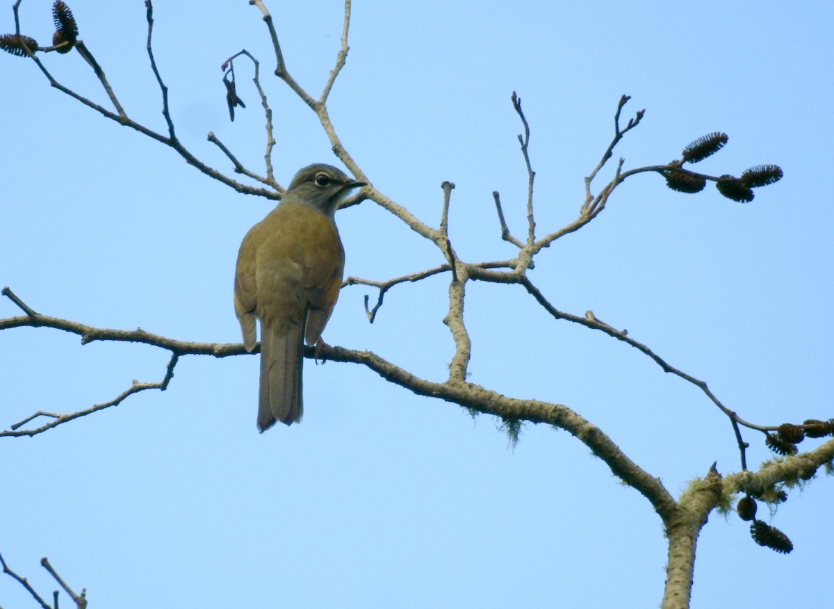 Brown-backed Solitaire - ML193014511