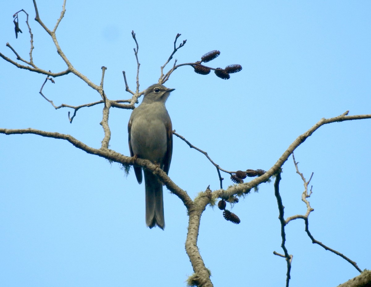 Brown-backed Solitaire - ML193014521