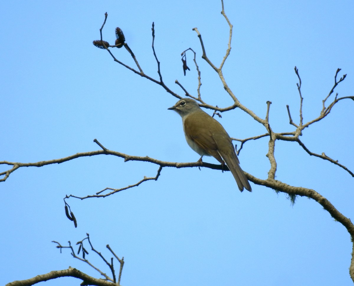 Brown-backed Solitaire - Mercedes Alpizar