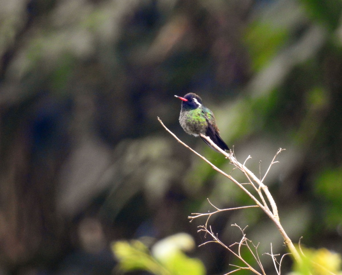 White-eared Hummingbird - ML193014581