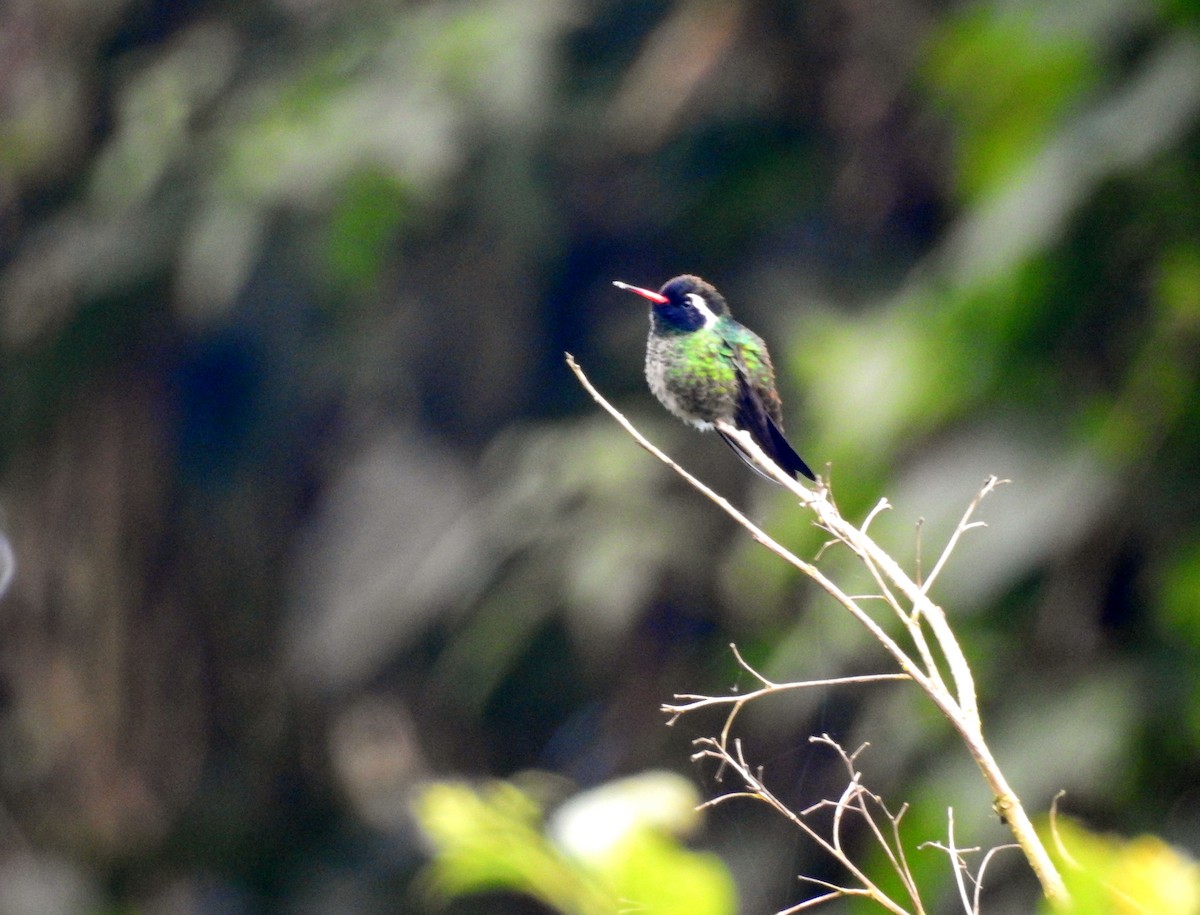 White-eared Hummingbird - ML193014591