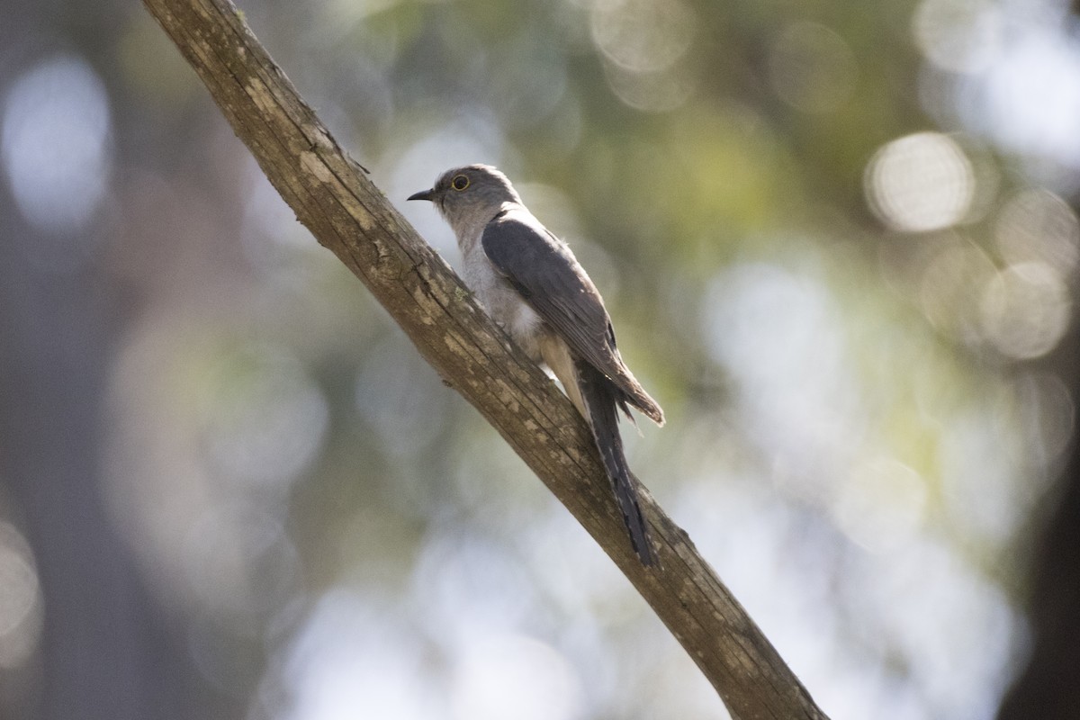 Fan-tailed Cuckoo - John Cantwell