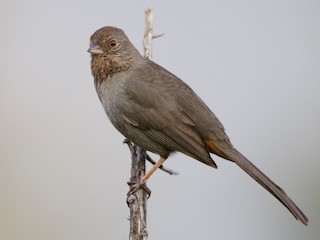  - California Towhee