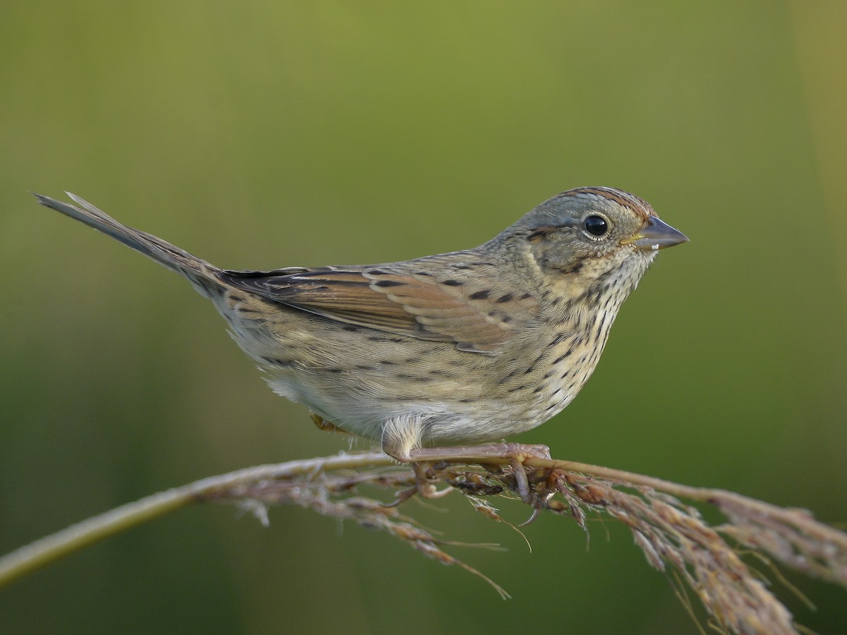 Lincoln's Sparrow - Melospiza Lincolnii - Birds Of The World