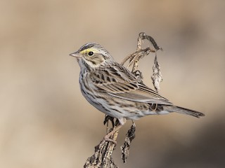 Savannah Sparrow Passerculus Sandwichensis Birds Of The World