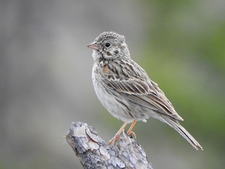  - Vesper Sparrow