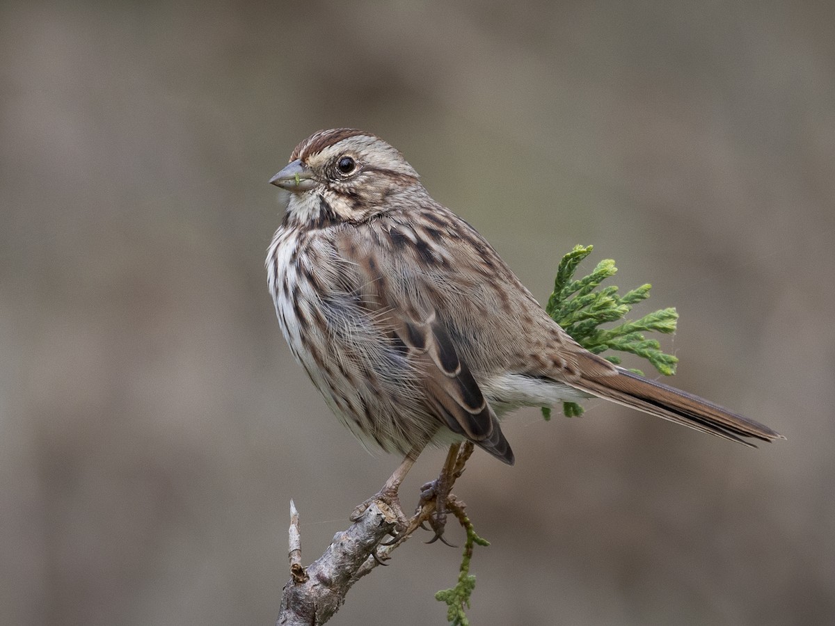 Song Sparrow Ebird