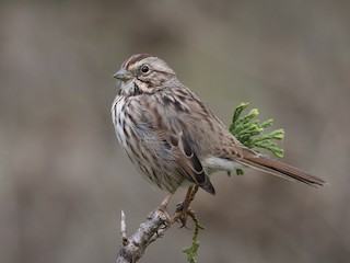 Song Sparrow Melospiza Melodia Birds Of The World