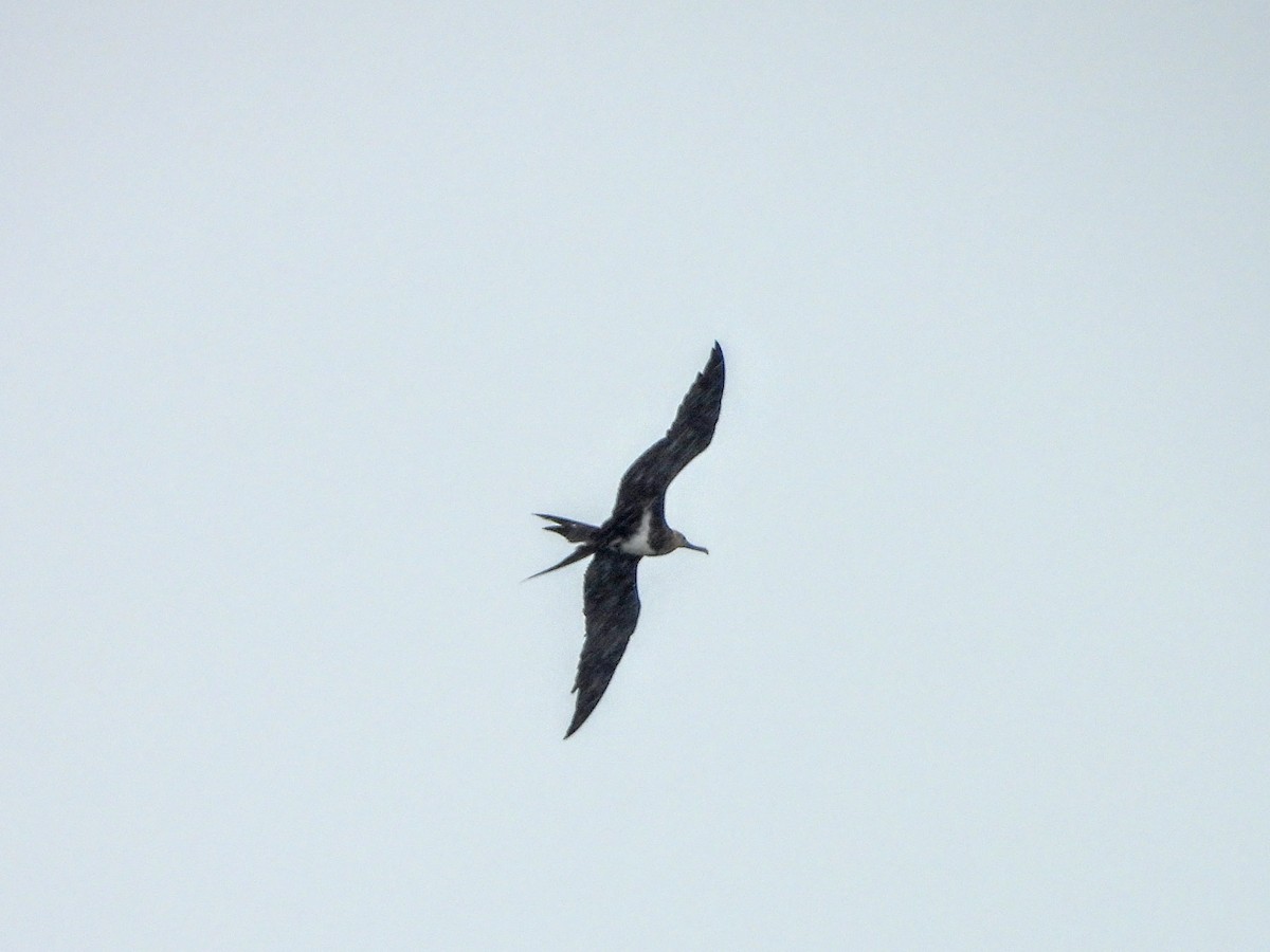 Lesser Frigatebird - ML193022951