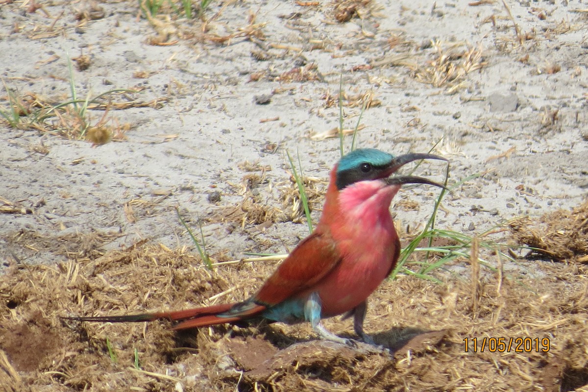 Southern Carmine Bee-eater - Monica Nugent
