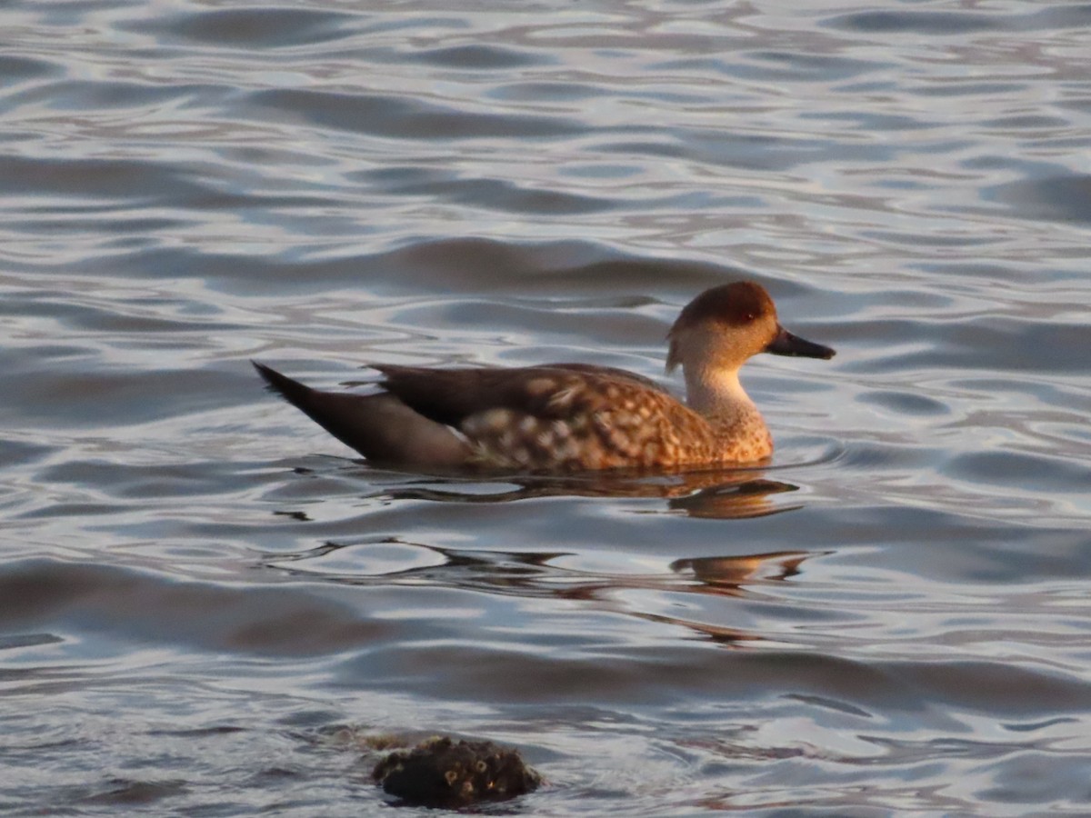 Crested Duck - ML193028451