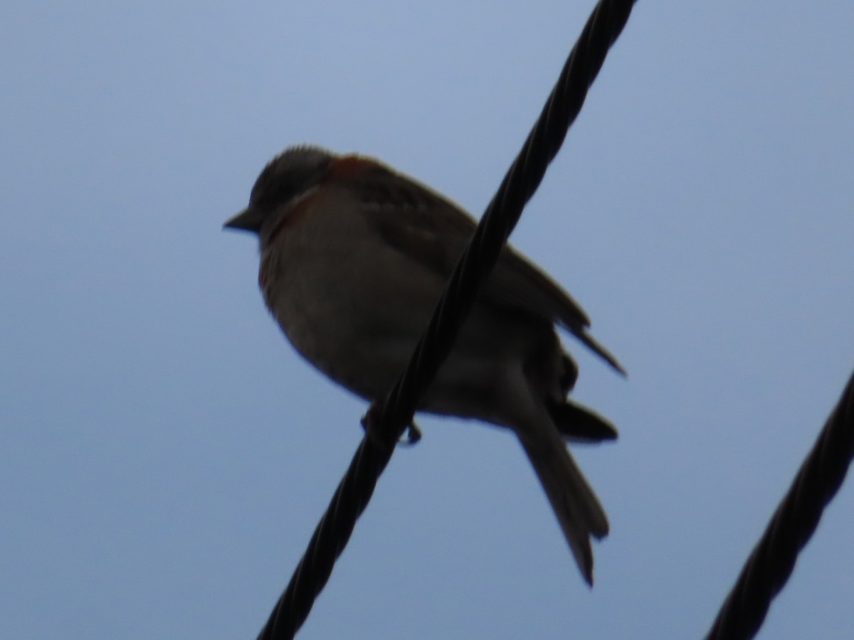 Rufous-collared Sparrow - ML193028561