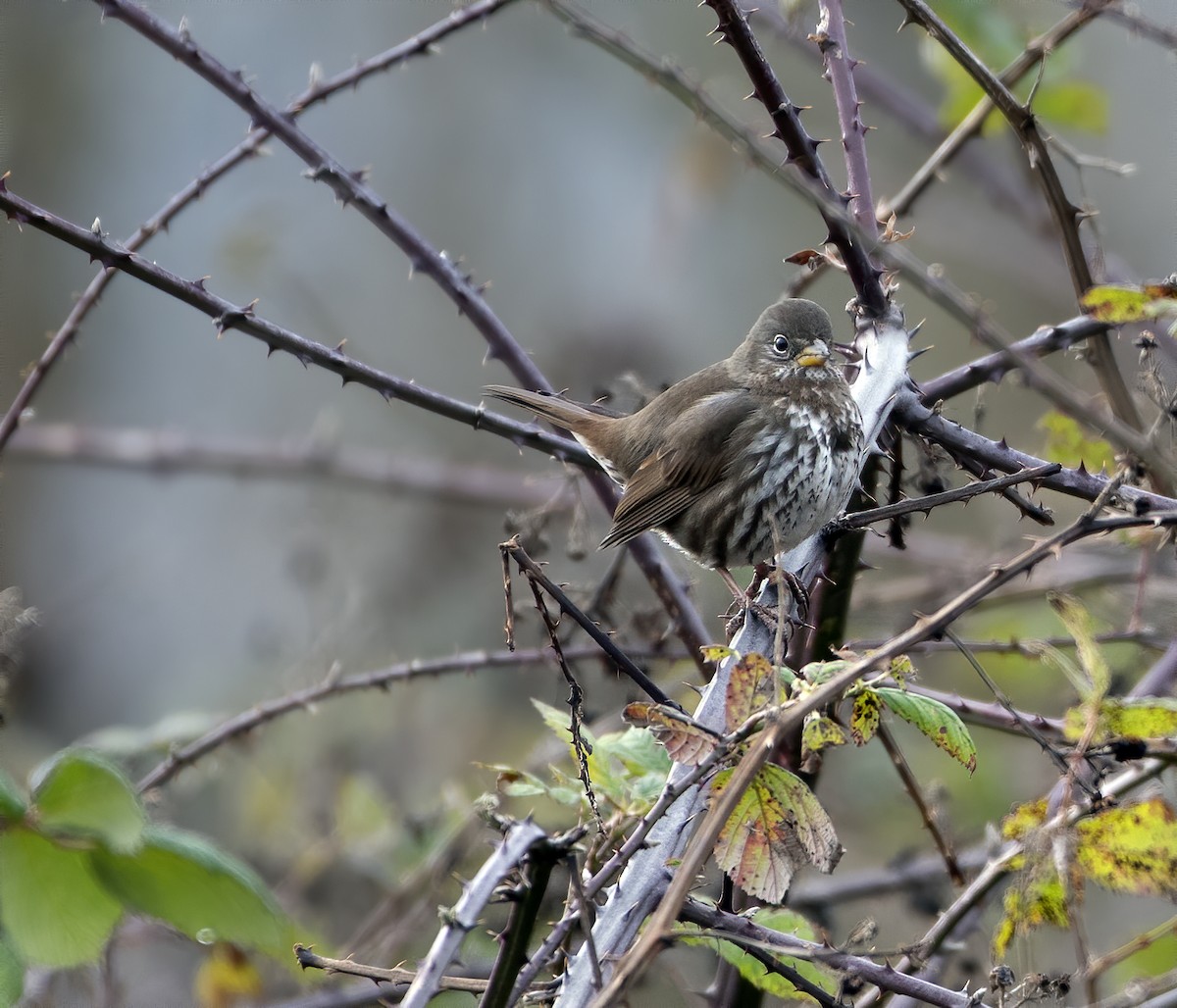 Fox Sparrow (Sooty) - ML193030591