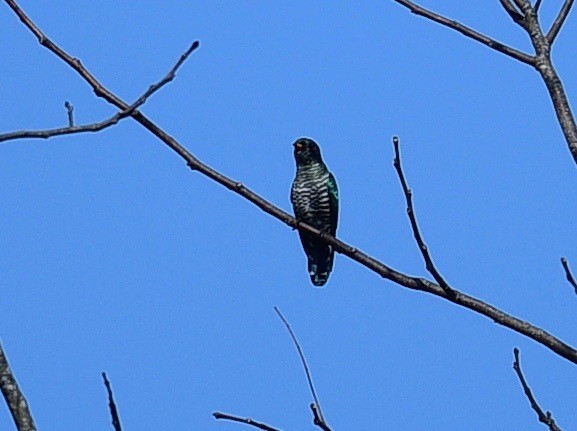 Asian Emerald Cuckoo - paul griffin