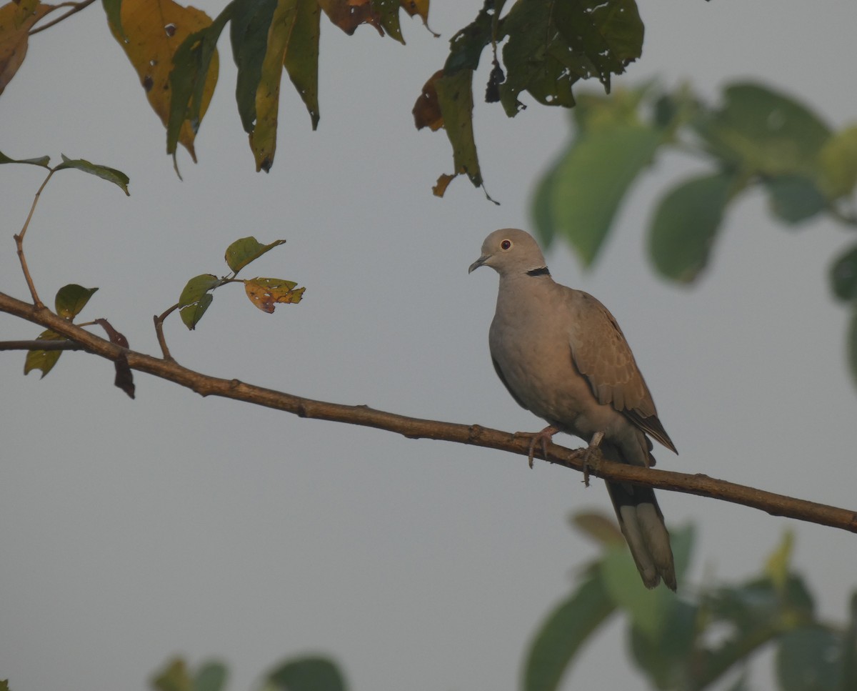 Eurasian Collared-Dove - ML193038501