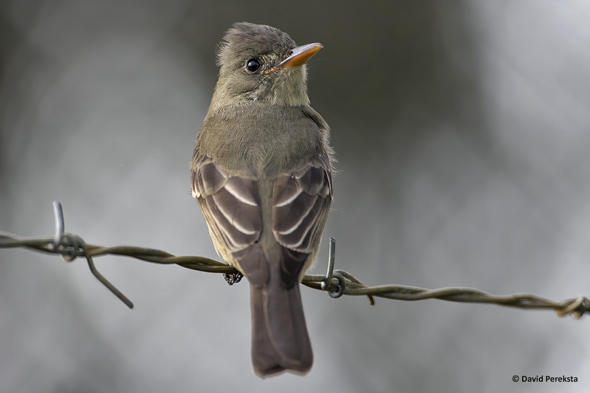 Greater Pewee - ML193038751