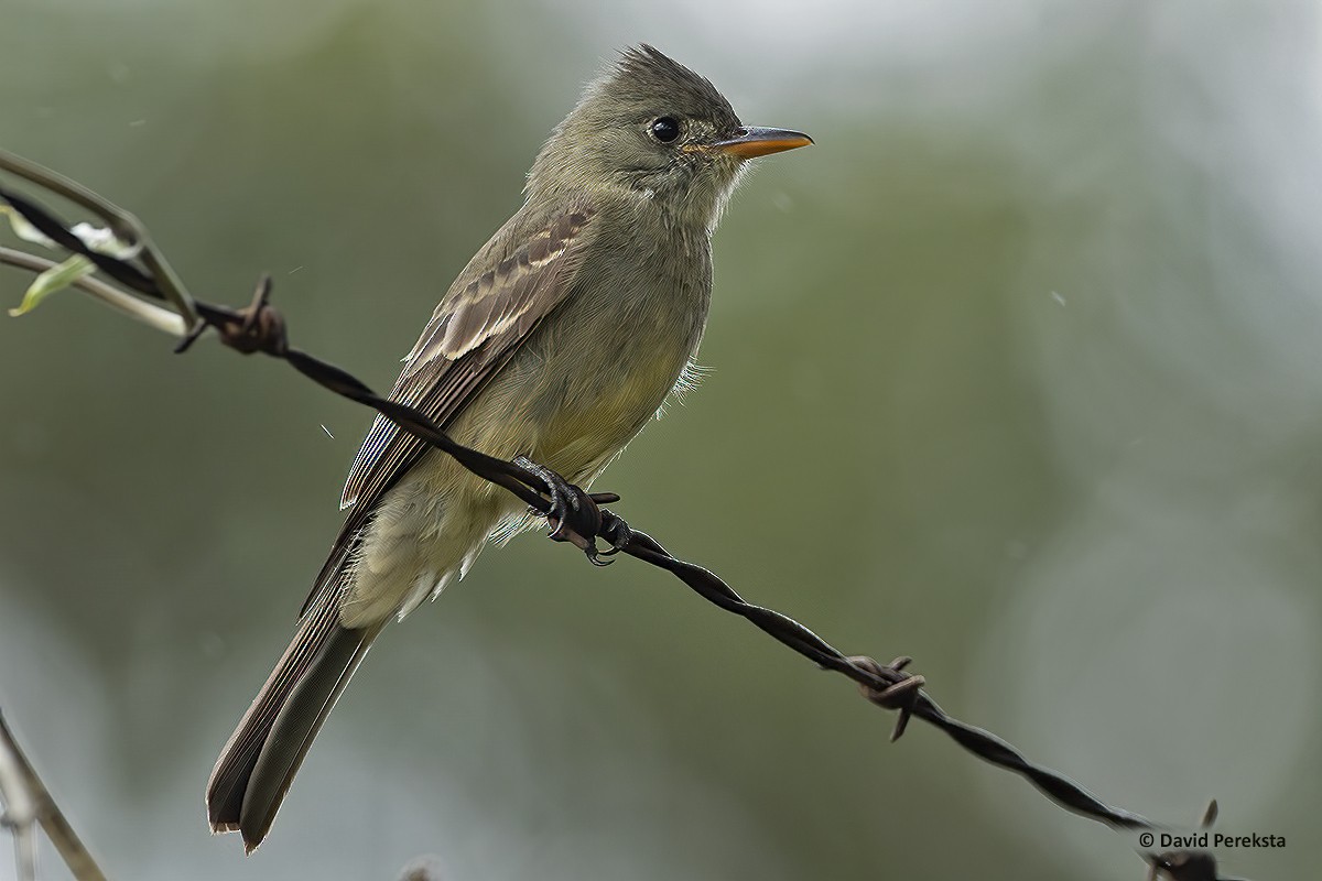 Greater Pewee - ML193038761