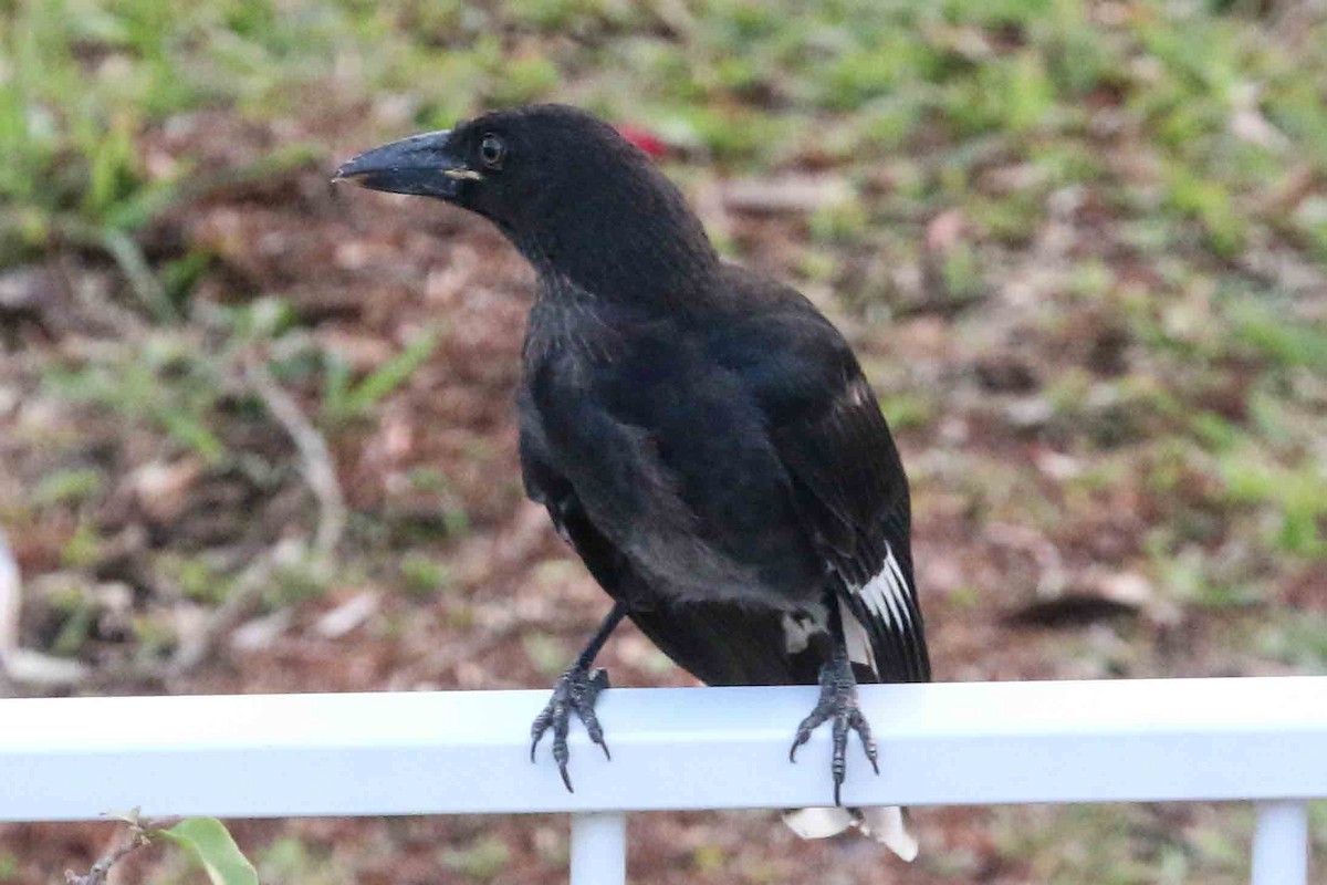 Pied Currawong - ML193042921