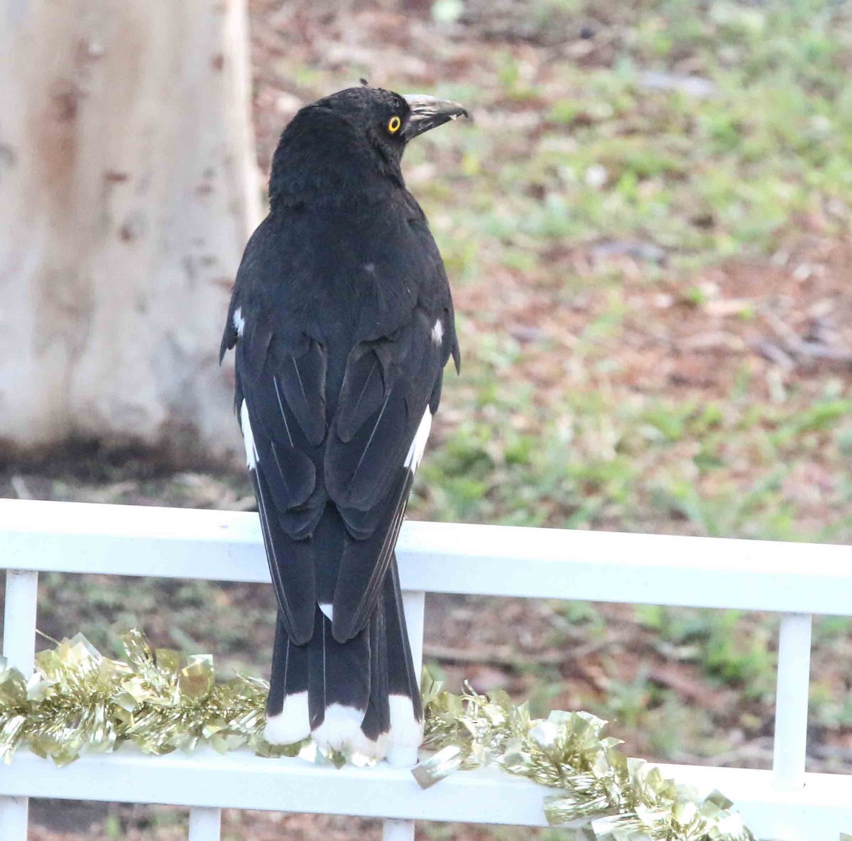 Pied Currawong - ML193042941