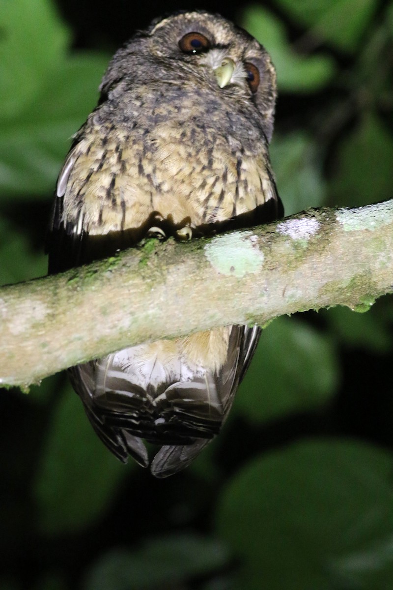 Mottled Owl (Mottled) - Daniel Branch