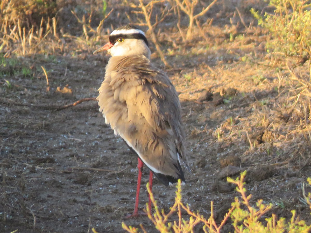 Crowned Lapwing - ML193048161