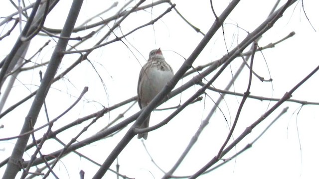 Vesper Sparrow - ML193050771