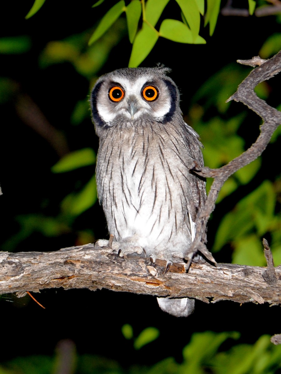 Southern White-faced Owl - ML193051521