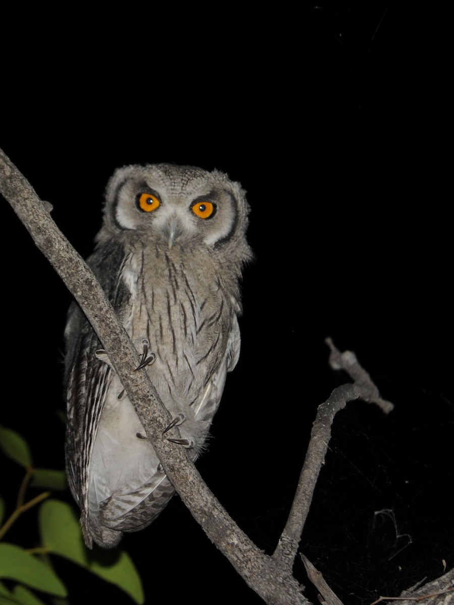 Southern White-faced Owl - Alan Van Norman