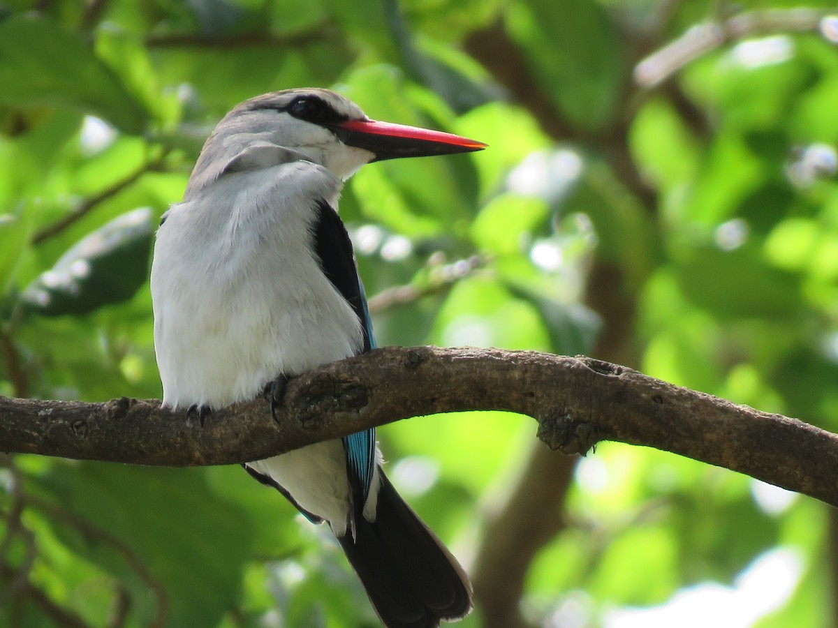 Woodland Kingfisher - Srinivasa Shenoy