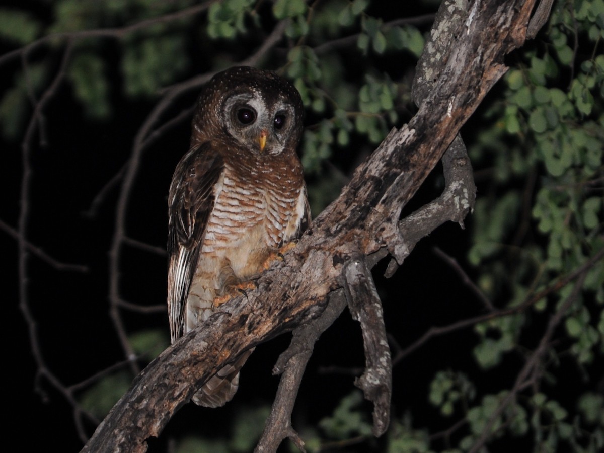 African Wood-Owl - Alan Van Norman