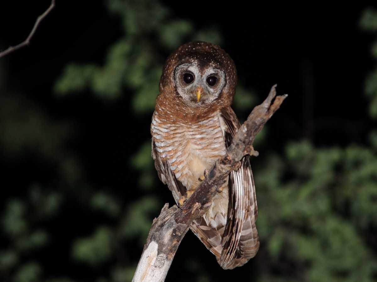 African Wood-Owl - ML193053021